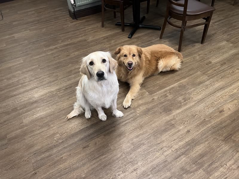 A white retriever sitting and a golden retriever lying on a wooden floor indoors