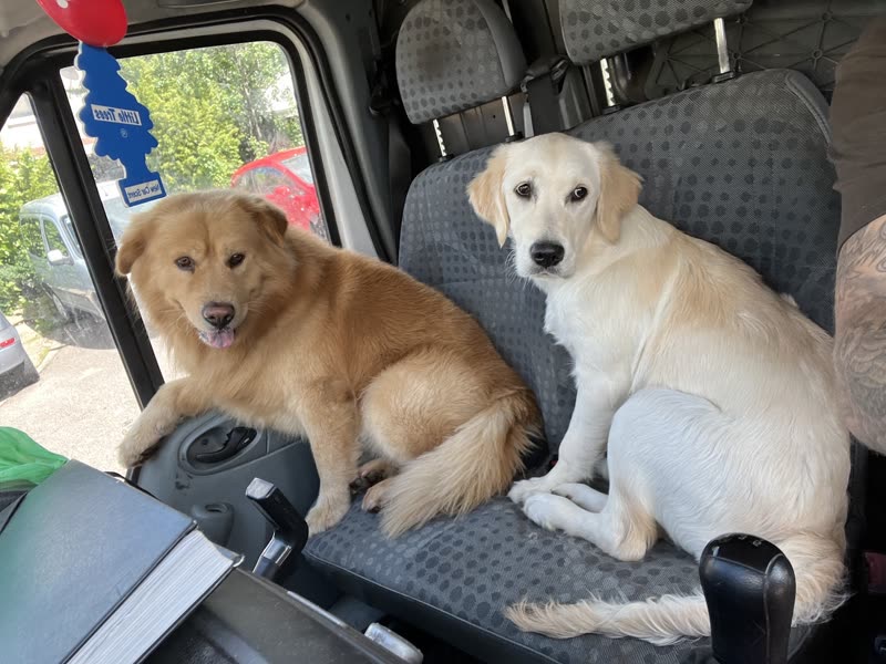 Two golden and cream retrievers sitting on the passenger seats of a van