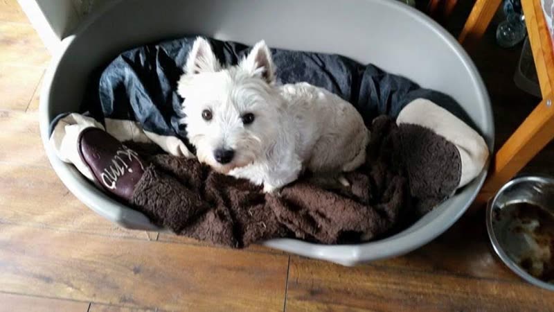 A groomed white terrier lying in a tub bed full of blankets