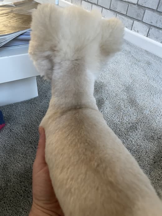 A hand resting on a cream dog's freshly clipped back and neck, showing the coat finish