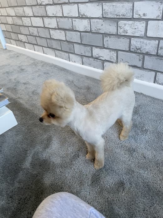 A white bichon-type dog with a scissored trim standing on carpet, seen from above