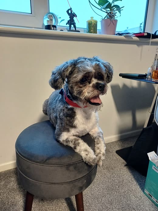 A groomed grey-and-tan shih-tzu cross with its front paws up on a round velvet stool by a window