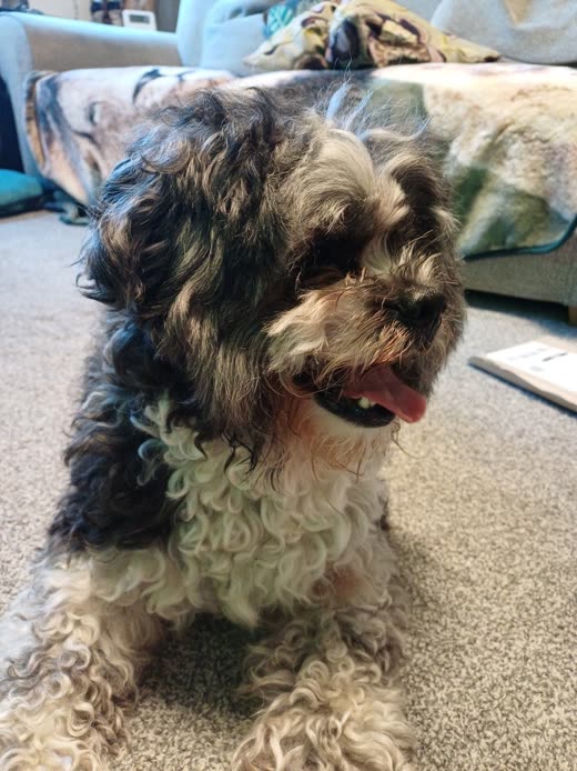 A curly black-and-tan cockapoo sitting in a living room with its tongue out after a groom