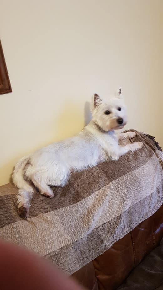 A groomed white terrier resting on the arm of a brown sofa